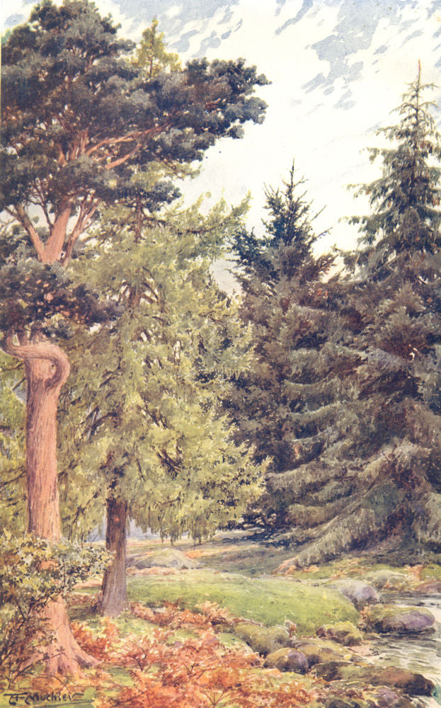 CONIFERS. Scotch Pine; Larch; Spruce; Douglas Fir 1912 old antique print